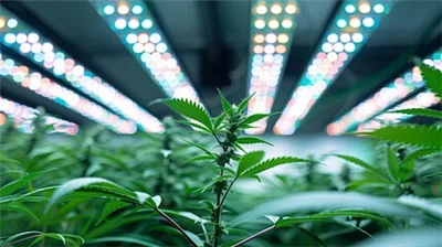 Wie wähle ich das richtige Pflanzenlicht aus?