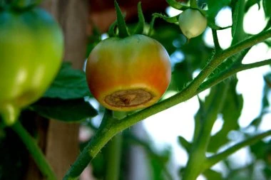 Symptome eines Kalziummangels in Pflanzen, Früchten und Gemüse